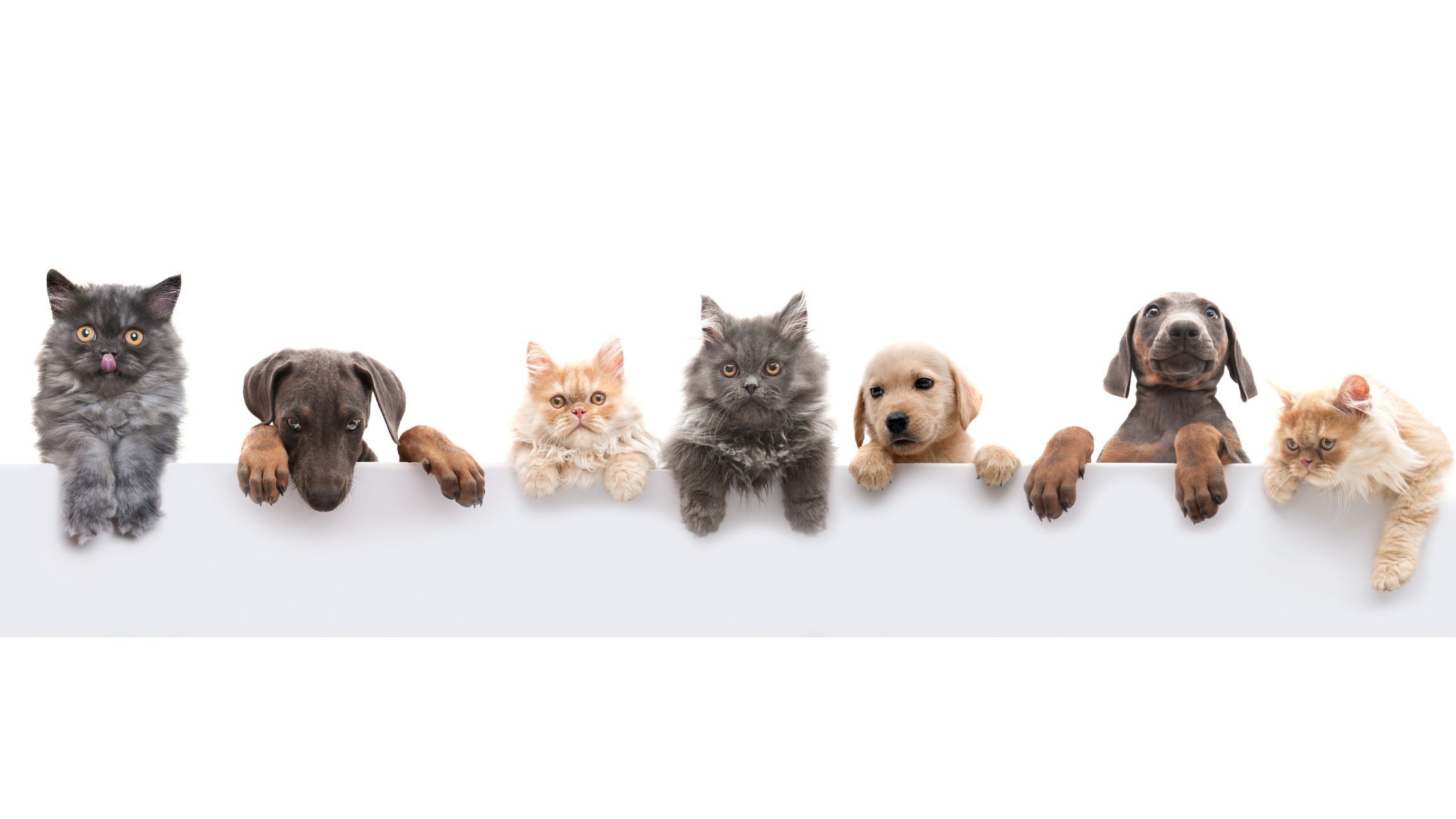 local vet Northern Virginia